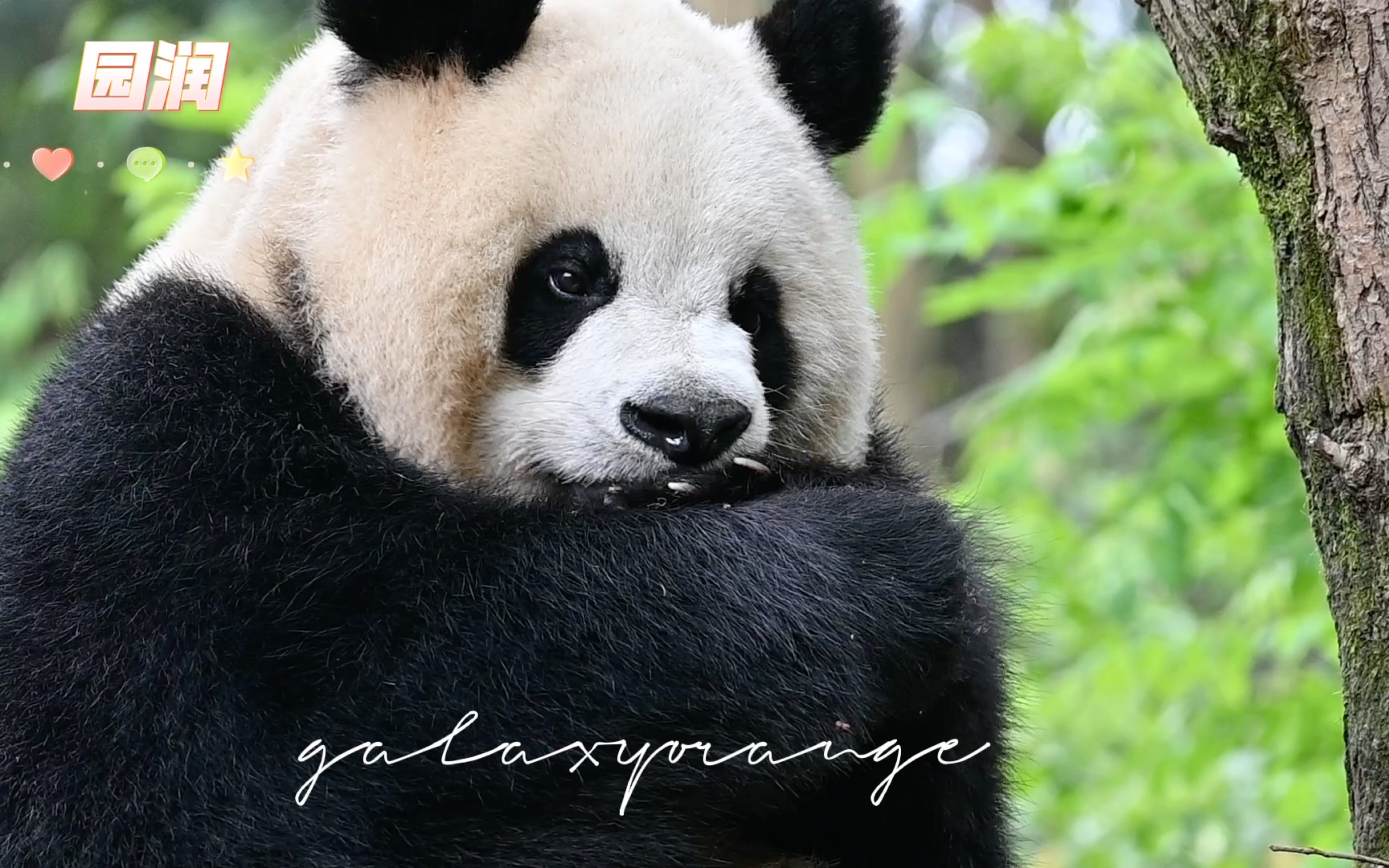 【大熊猫园润】230413 吃完窝头和苹果啃手手回味 园润乖完了