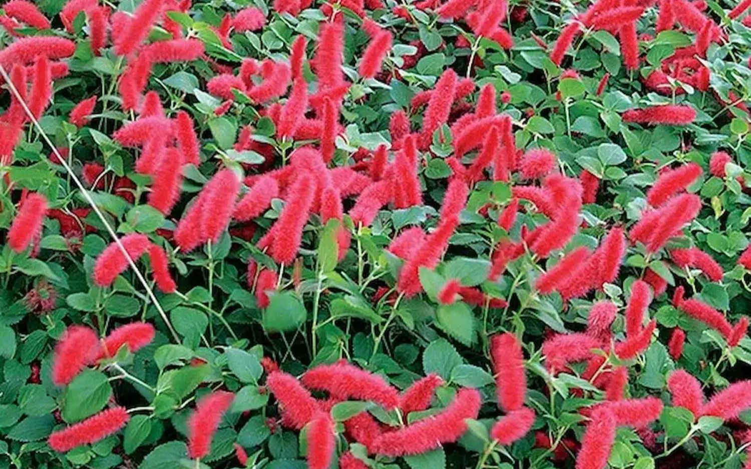 猫尾红(学名:acalypha reptans)