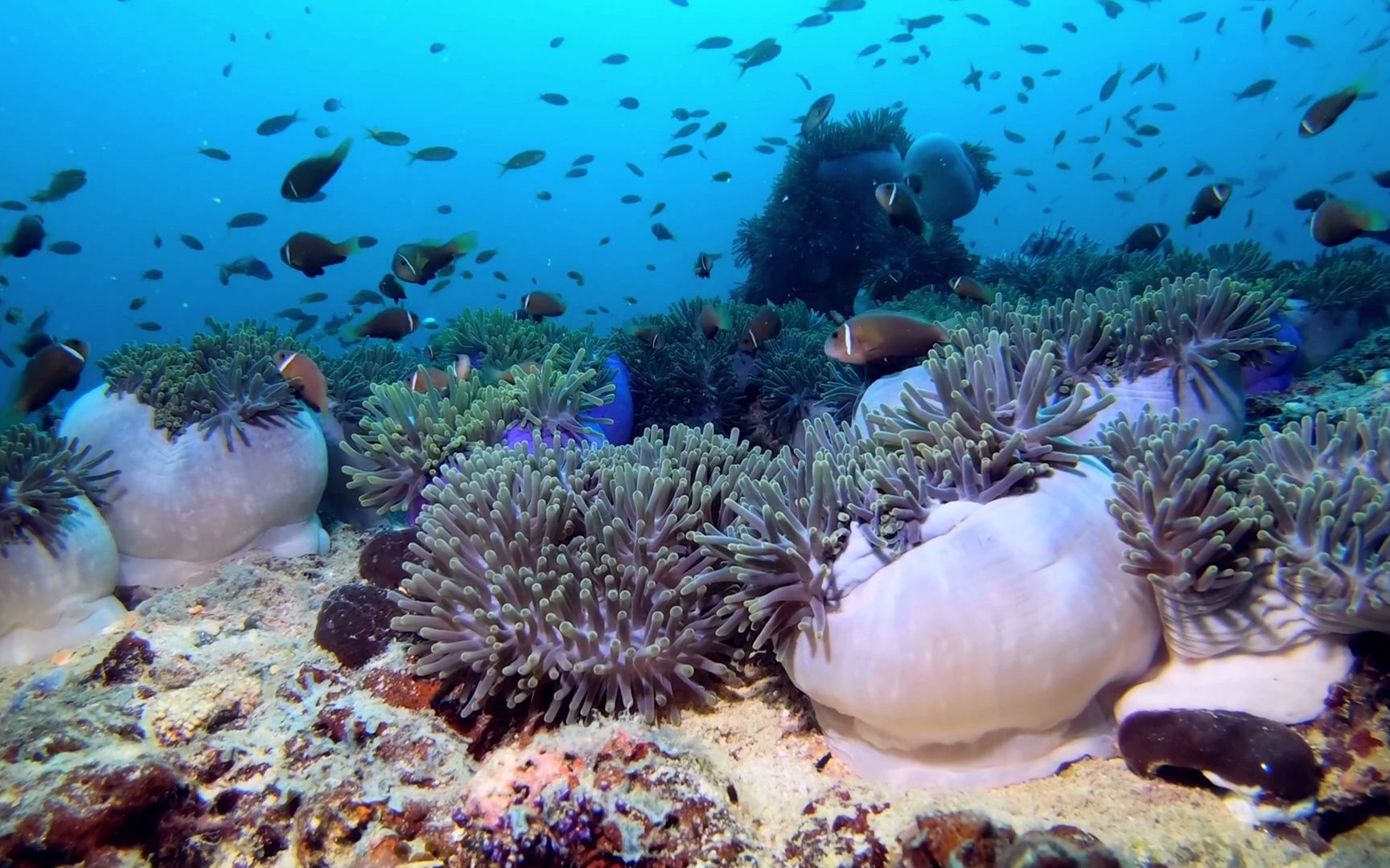 马尔代夫珊瑚 8k