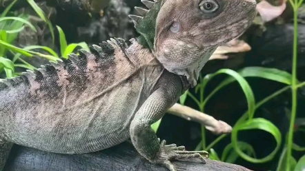 加尔诺森林龙,cb个体