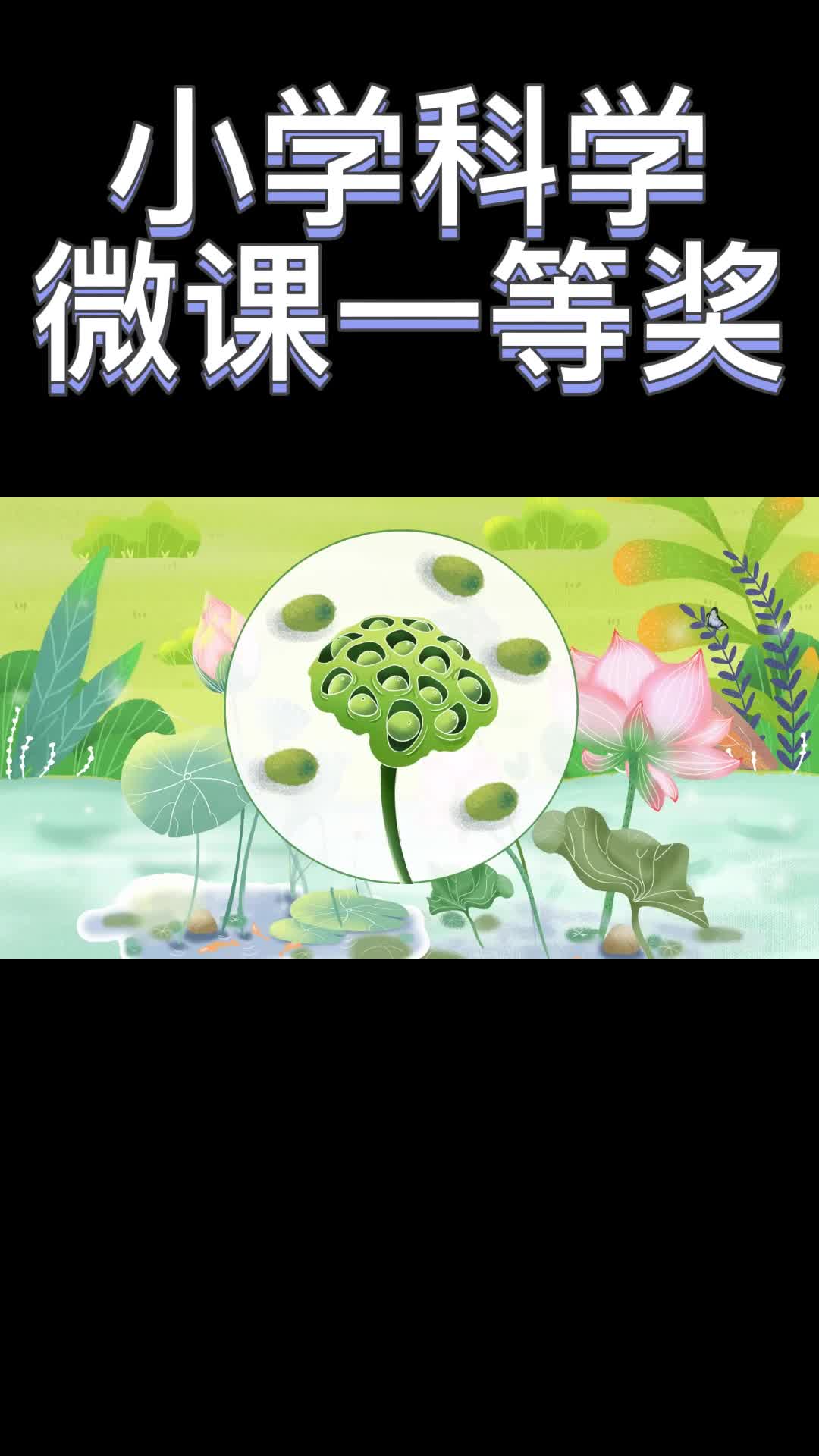 小学科学微课一等奖—《种子的传播》哔哩哔哩bilibili