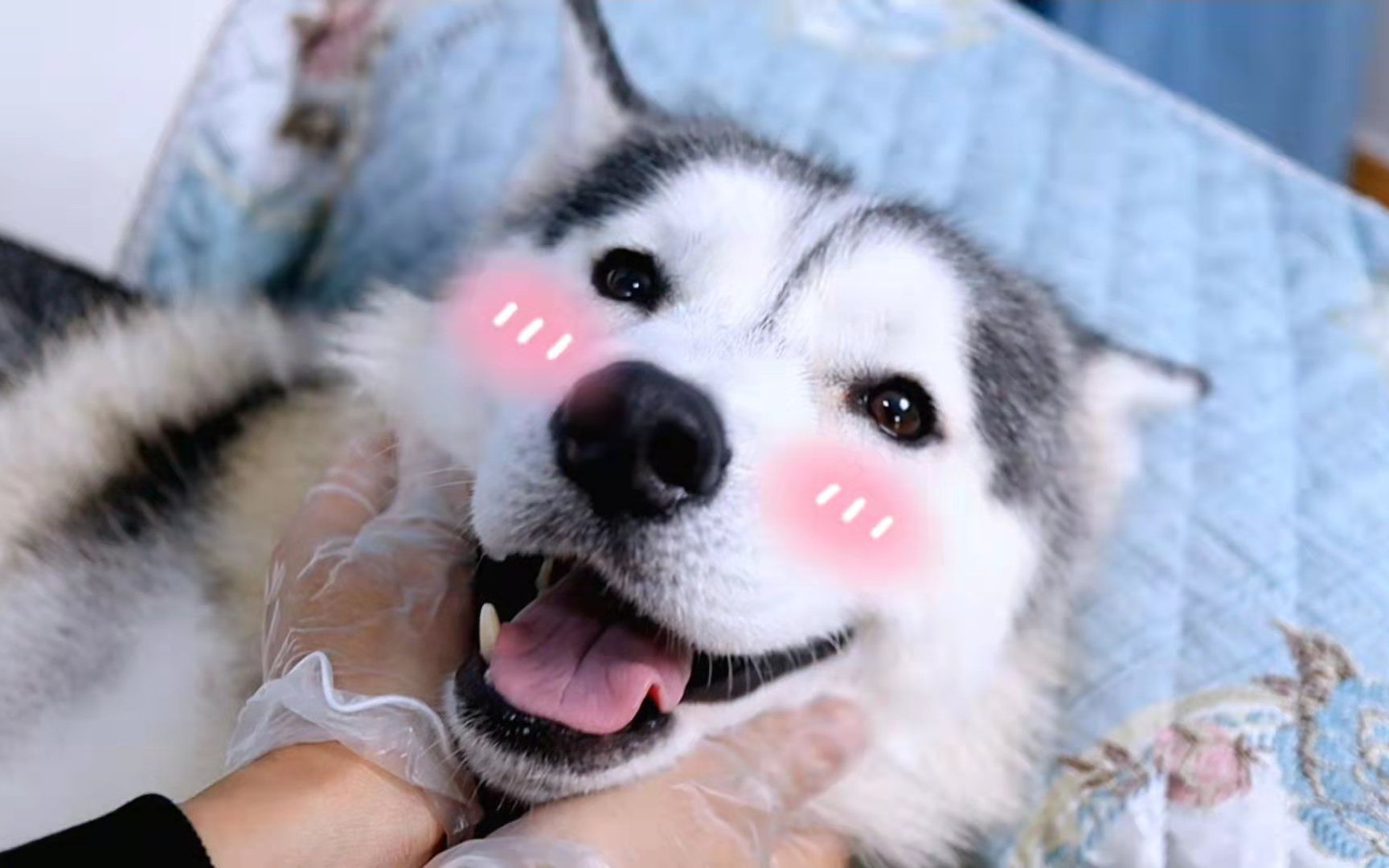 沉浸式撸狗头bgm版_哔哩哔哩_bilibili