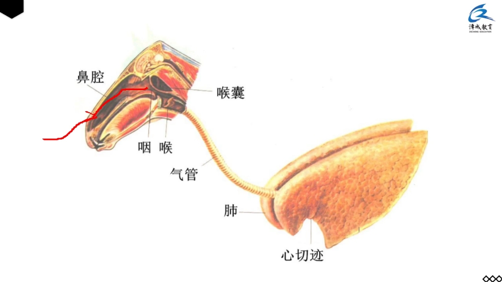 [图]2023执业兽医资格考试，动物解剖学，零基础友好，看评论区哈