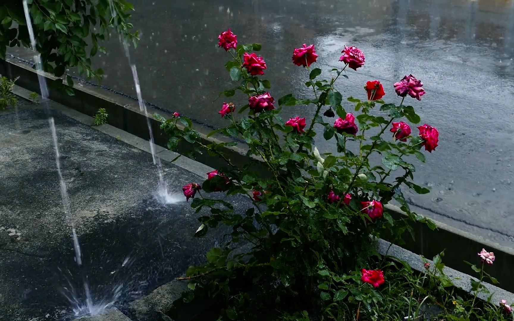 真实雨声 雨落在玫瑰花上