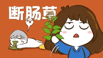 Download Video: 【花小烙】大名鼎鼎的断肠草真的会让人“断肠”而死吗？