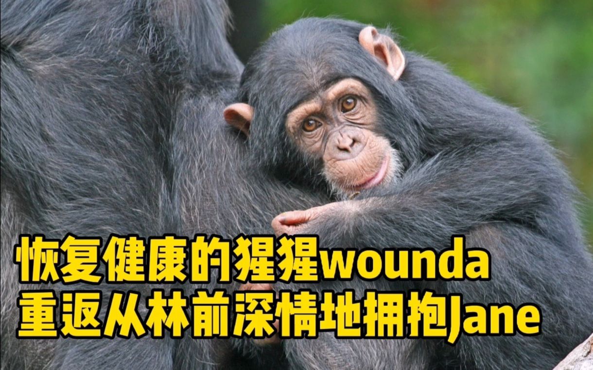 [图]你还记得生物课本上的她吗？猩猩离开时竟与她深情拥抱