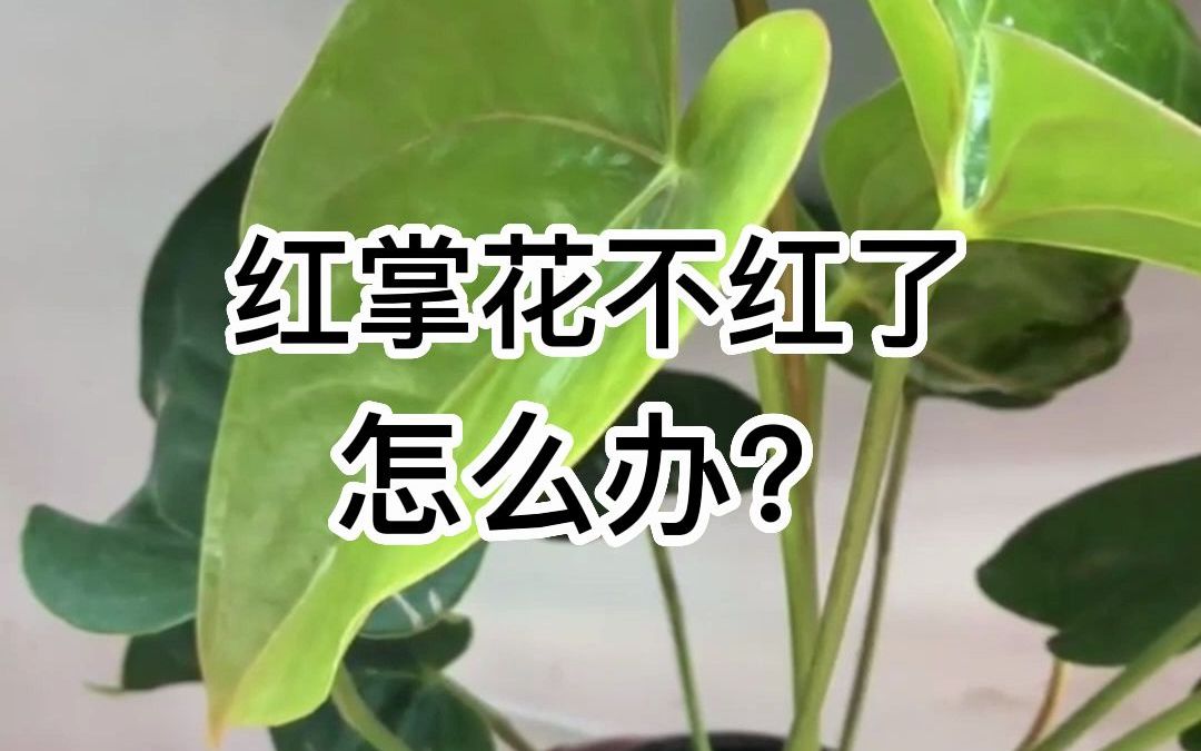 红掌花要怎么养才红呢?哔哩哔哩bilibili