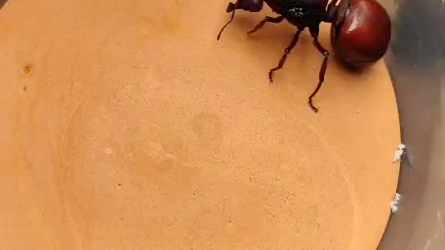 光滑芭切叶蚁新后,圈里能玩到的最大的芭切叶蚁,大a切叶蚁