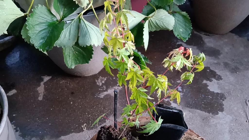 【猫咪爱上园艺 】bilibili6178新手收到一颗日本枫树"荒皮山红叶