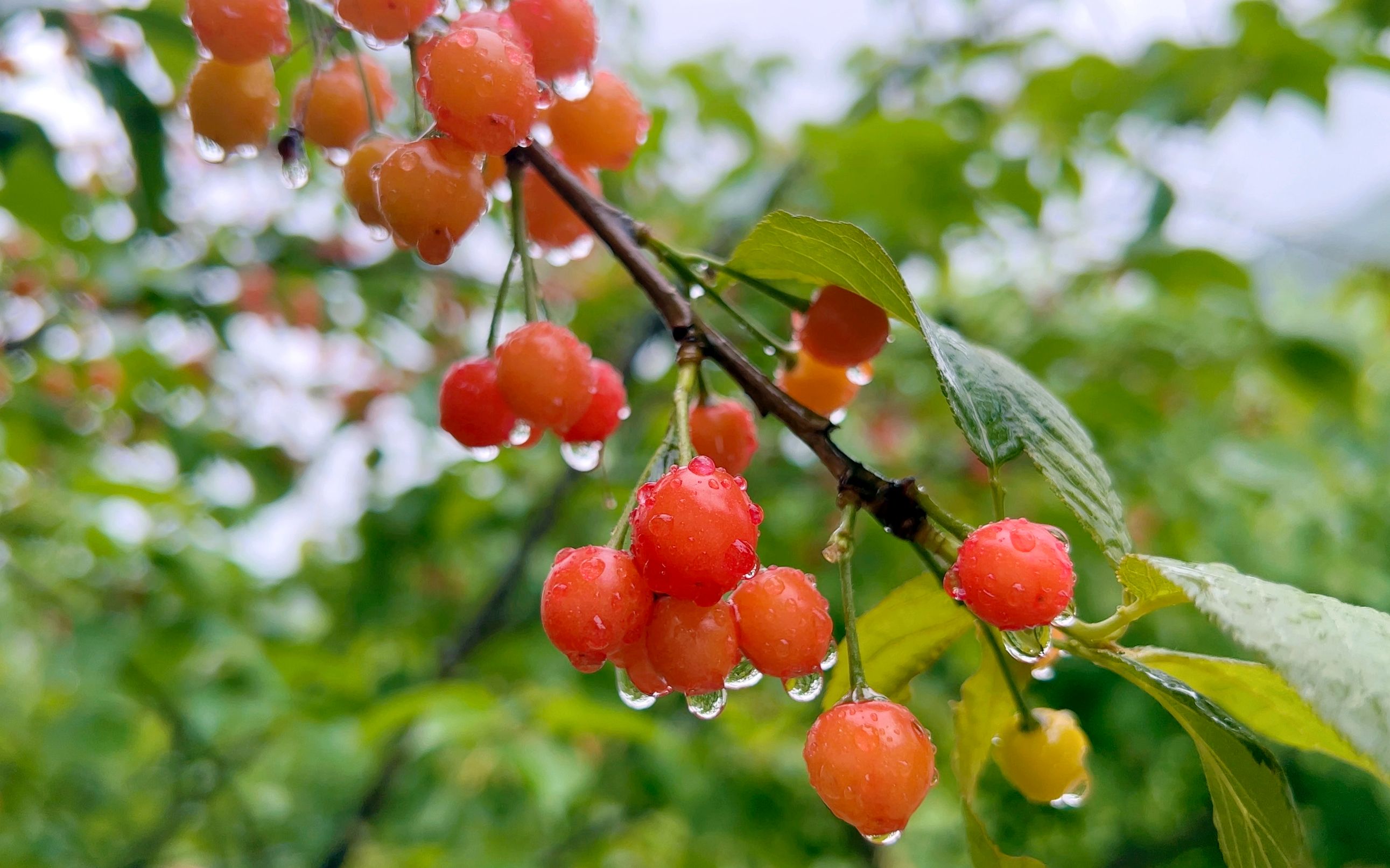 [图]“听，雨的声音。”