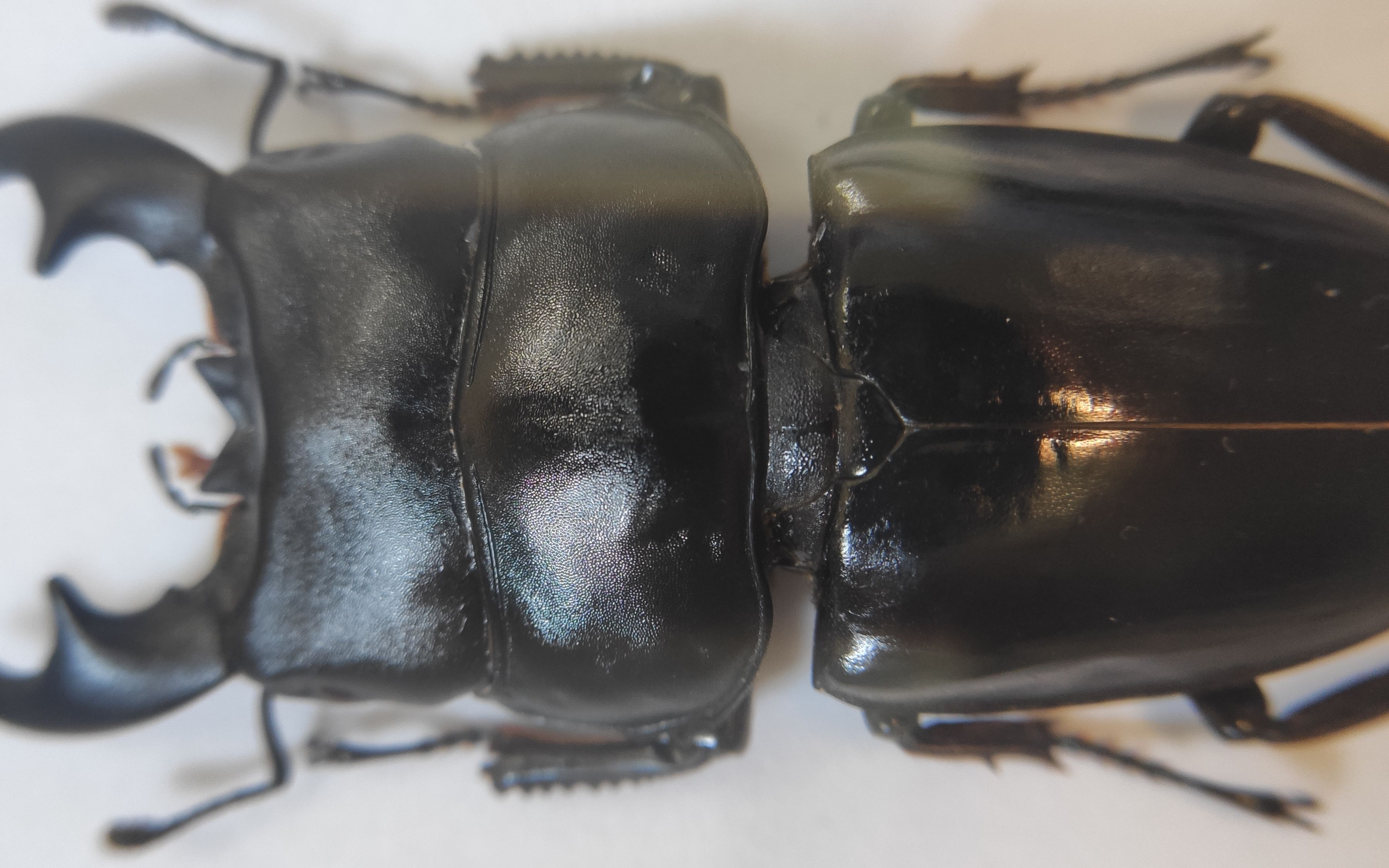 活动作品标本系列一个大夹夹虫的死后生活