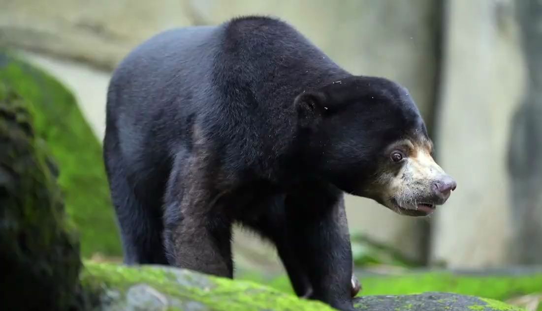 台北市立动物园为改善马来熊的刻板行为做出的努力