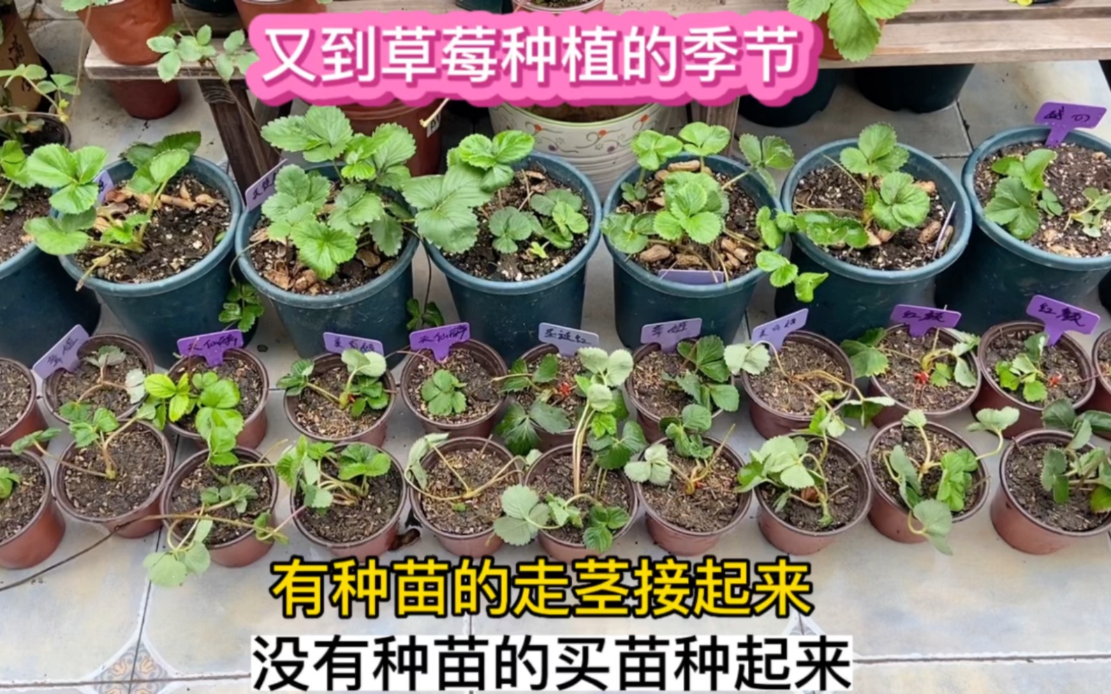 气温降到30以下 又到了草莓种植的季节 一棵草莓可以变无数棵哔哩哔哩bilibili