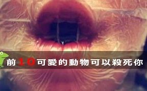 前十大可爱的动物可以杀死你隐藏在温柔下的冷血哔哩哔哩bilibili