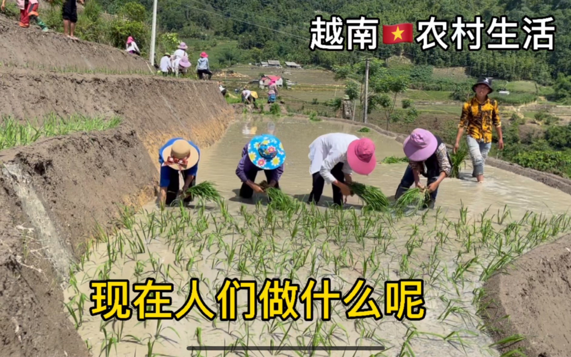 越南农村生活——种水稻,栽秧在越南农村很多地方还都是人工的哔哩哔哩bilibili