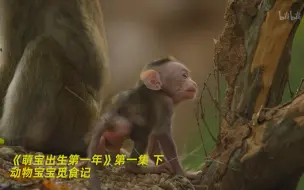 Tải video: 【萌宝出生第一年】看点1：动物宝宝觅食记 竖版