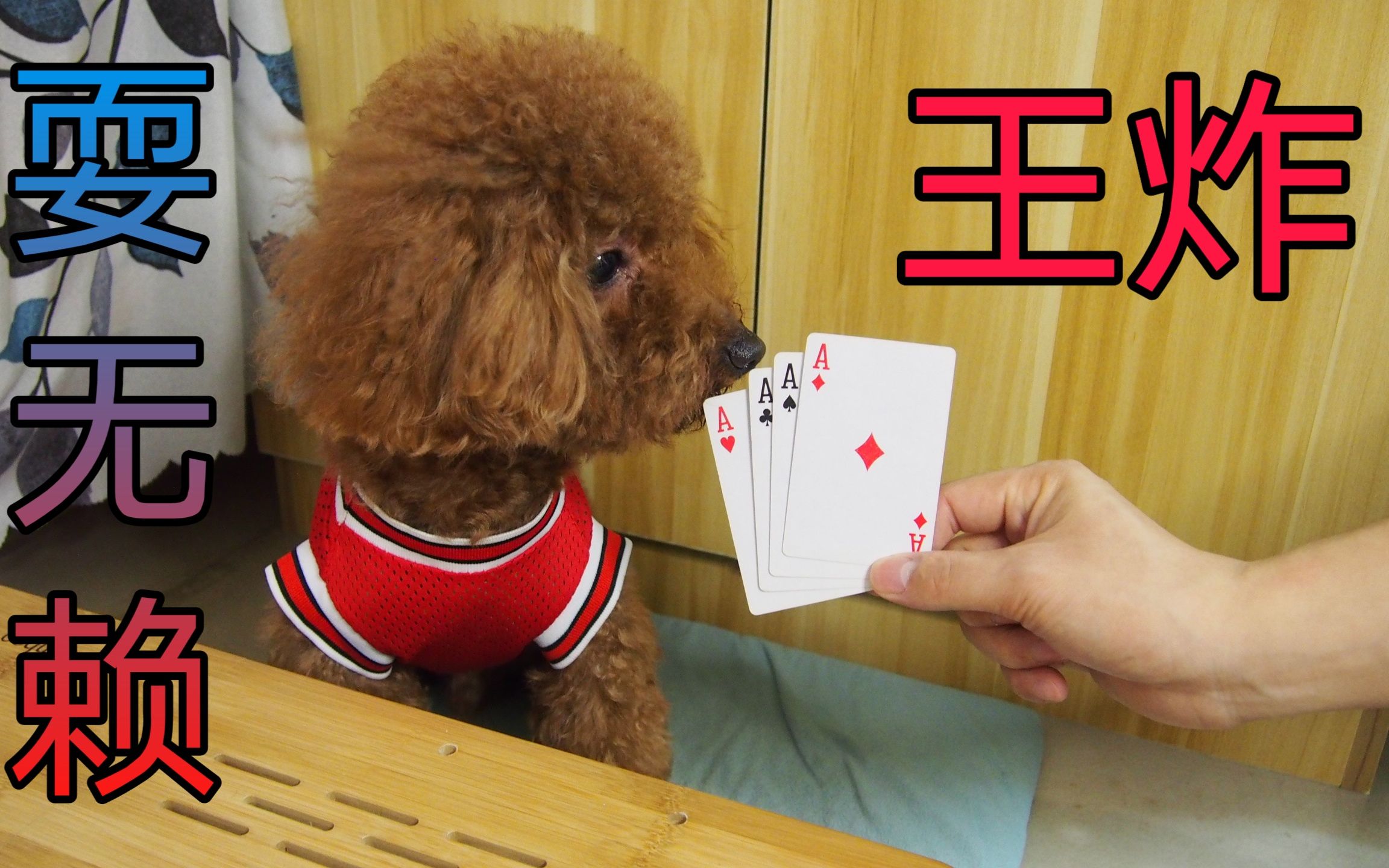主人与泰迪玩扑克,狗狗途中耍花招,气哭铲屎官了