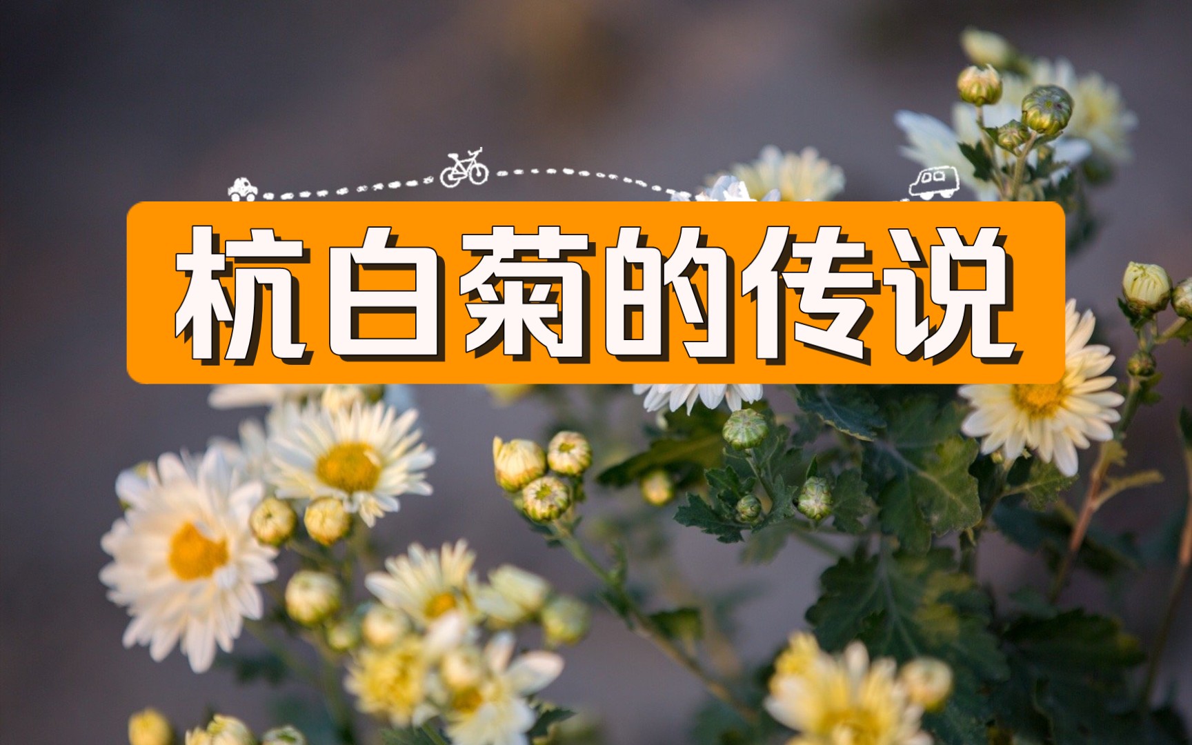 杭白菊功效是什么(了解杭白菊的五大功效)