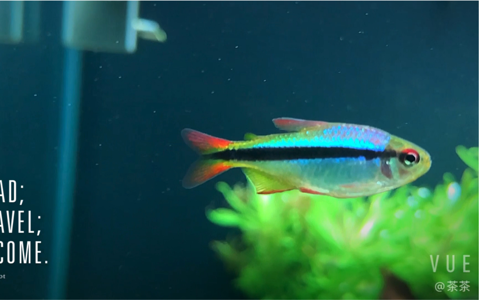 记录鱼缸皇室青魔鬼