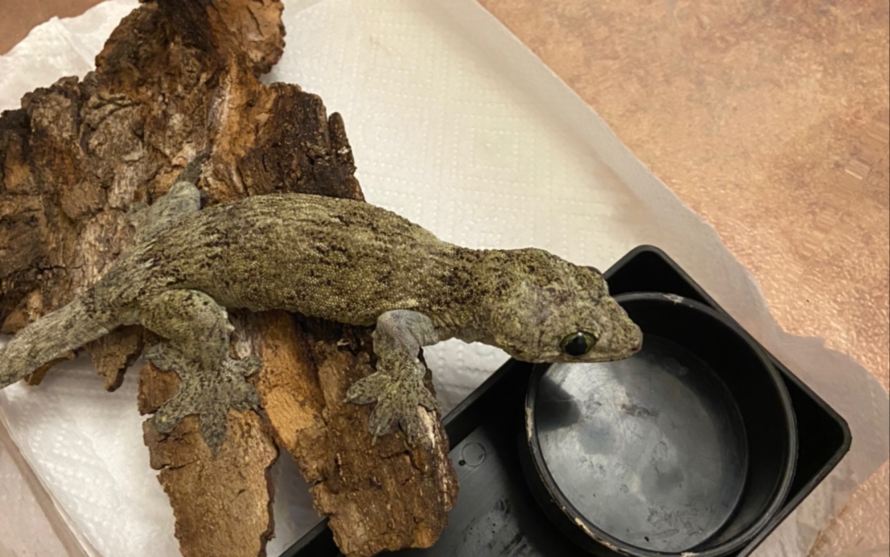 太平洋巨人守宫饲养杂谈.记录贴_哔哩哔哩_bilibili