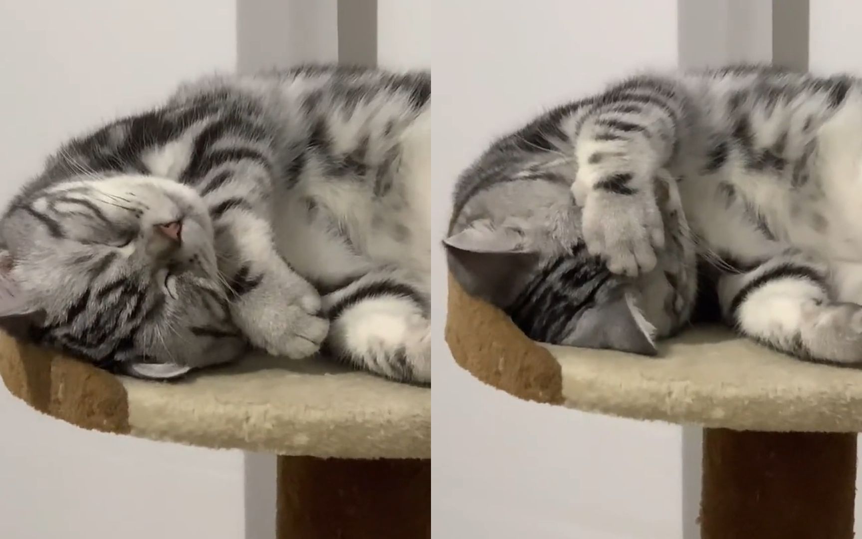 像不像被迫起床的你?猫咪睡觉主人突然开灯,慵懒醒来模样太可爱