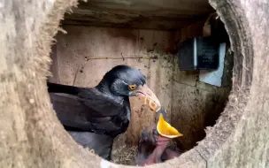 Скачать видео: 挖地龙给它喂小鸟，感觉我自作多情了