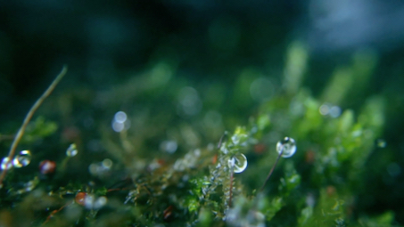 [图]你听到了吗？雨滴落在小草身上的声音～