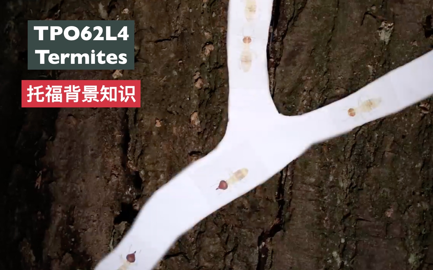 点对点托福背景知识EcologyTOP62L4 Termites哔哩哔哩bilibili