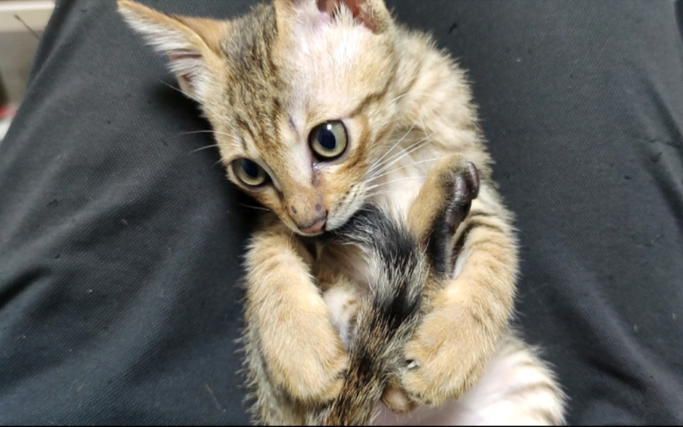 研究一下狸花猫咖啡色的肉垫