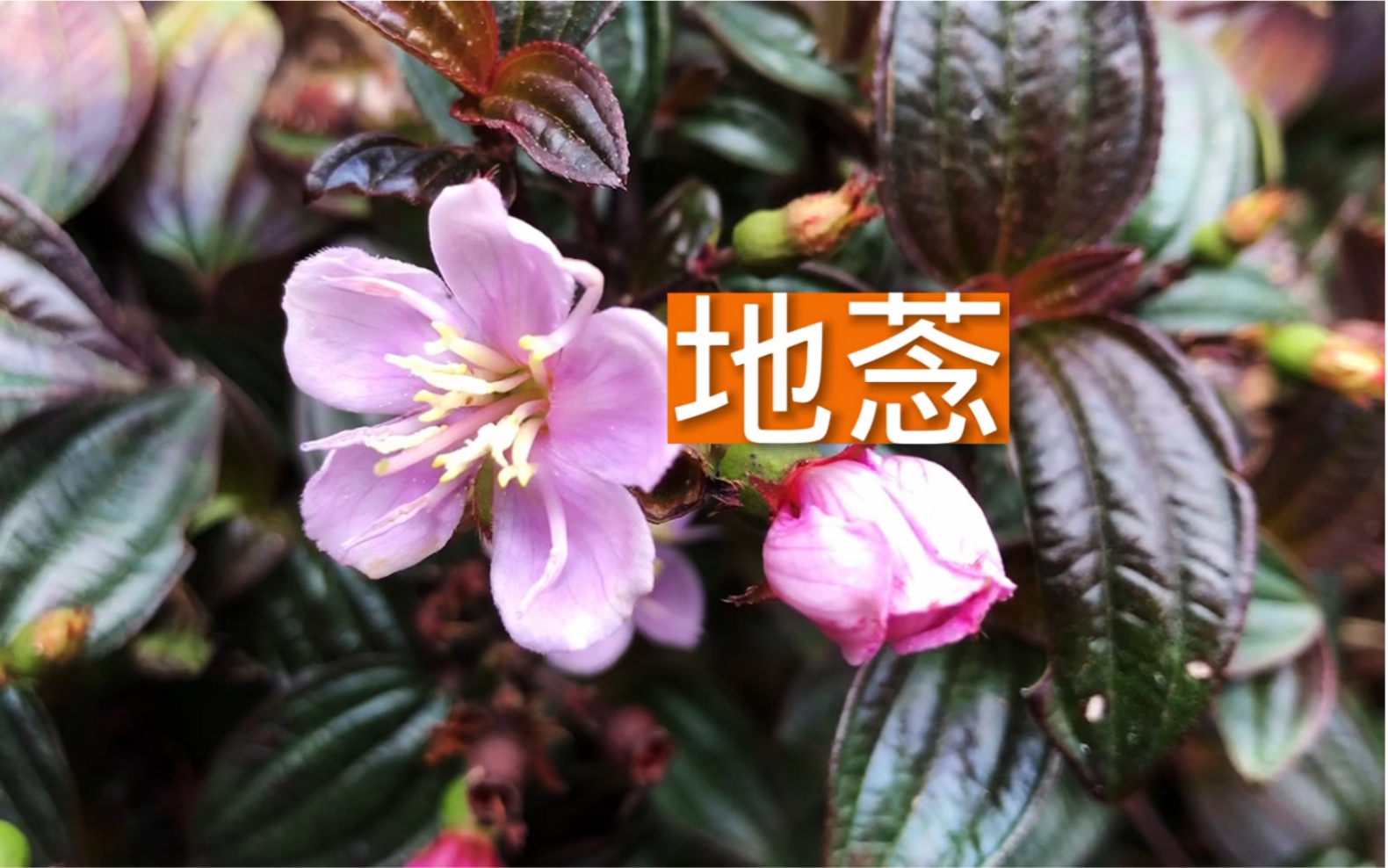 植物世界——地菍哔哩哔哩bilibili