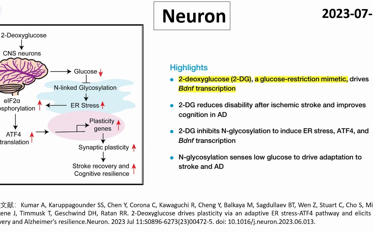 Neuron—2脱氧葡萄糖可以治疗阿尔茨海默病吗?哔哩哔哩bilibili