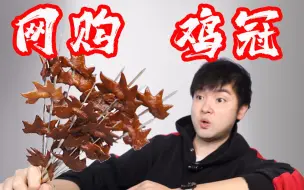 Tải video: 【生烤鸡冠】有毒？能吃？！粉丝寄来4斤鸡冠  很有心 但下次别寄了。