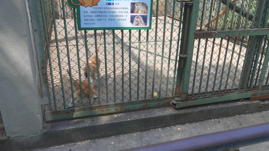 合肥野生动物园猴子打架