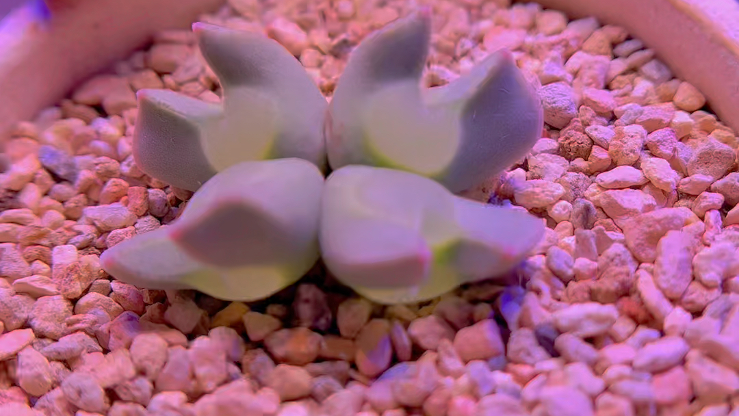 大眼睛空蝉1号母本