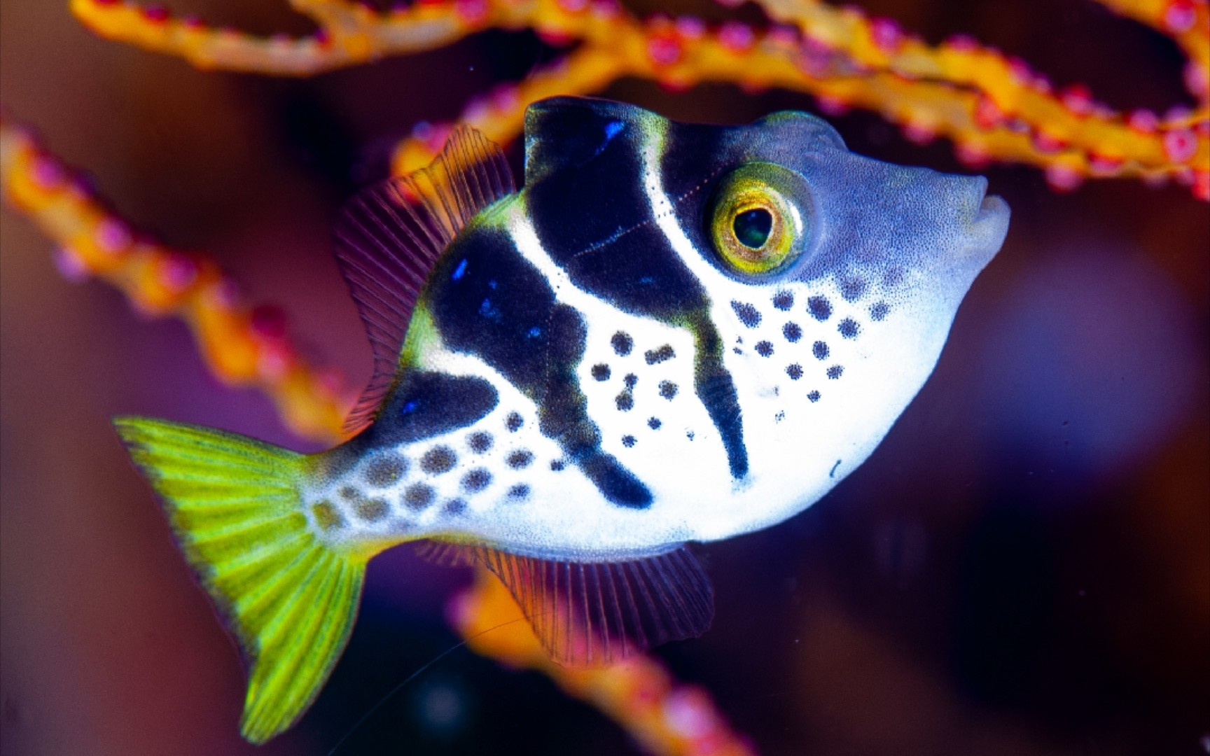 锯尾单角鲀 paraluteres prionurus