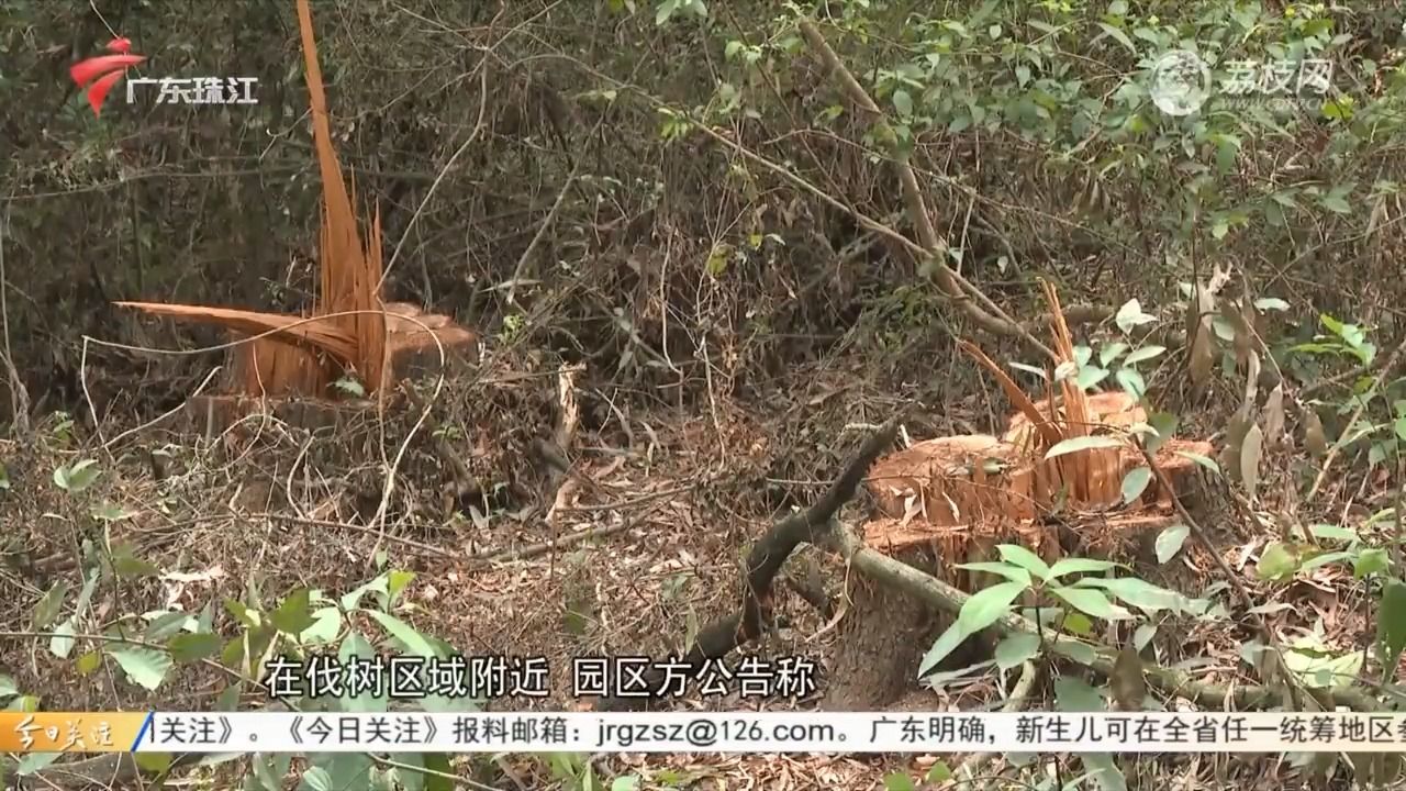 【粤语新闻】广州大夫山森林公园林木遭砍伐?施工人员回应哔哩哔哩bilibili