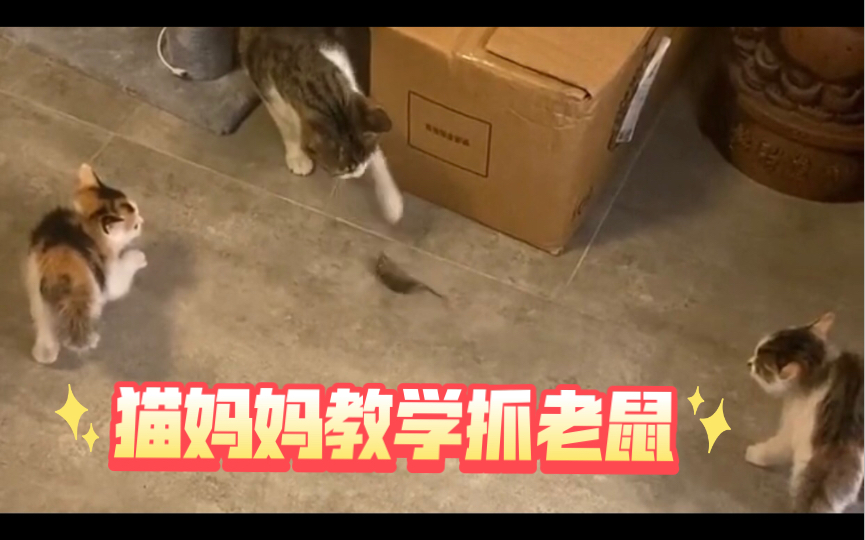 [图]猫妈妈现场教学抓老鼠，小奶猫看的直接炸毛了