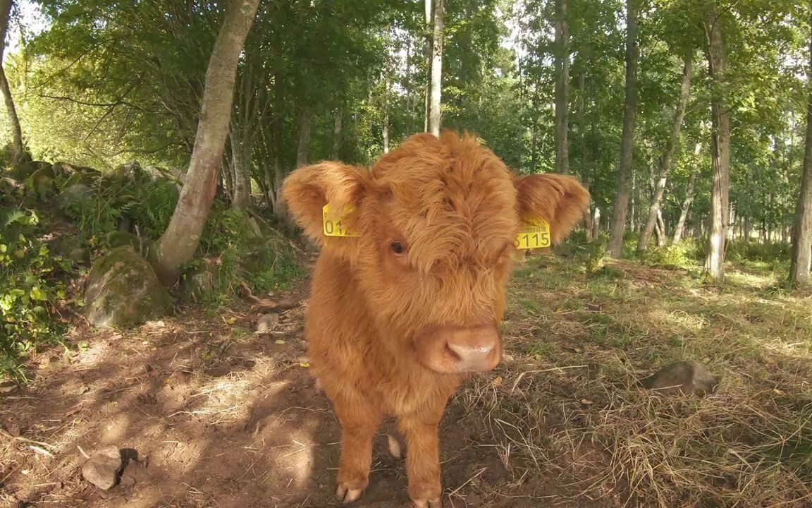 高地牛呆萌小牛犊