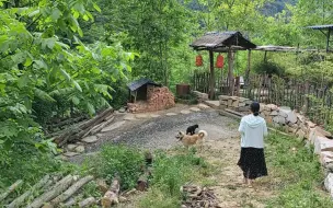 Скачать видео: 今年的金银花开了，赶紧在门口的坡坡上采摘点，泡水喝