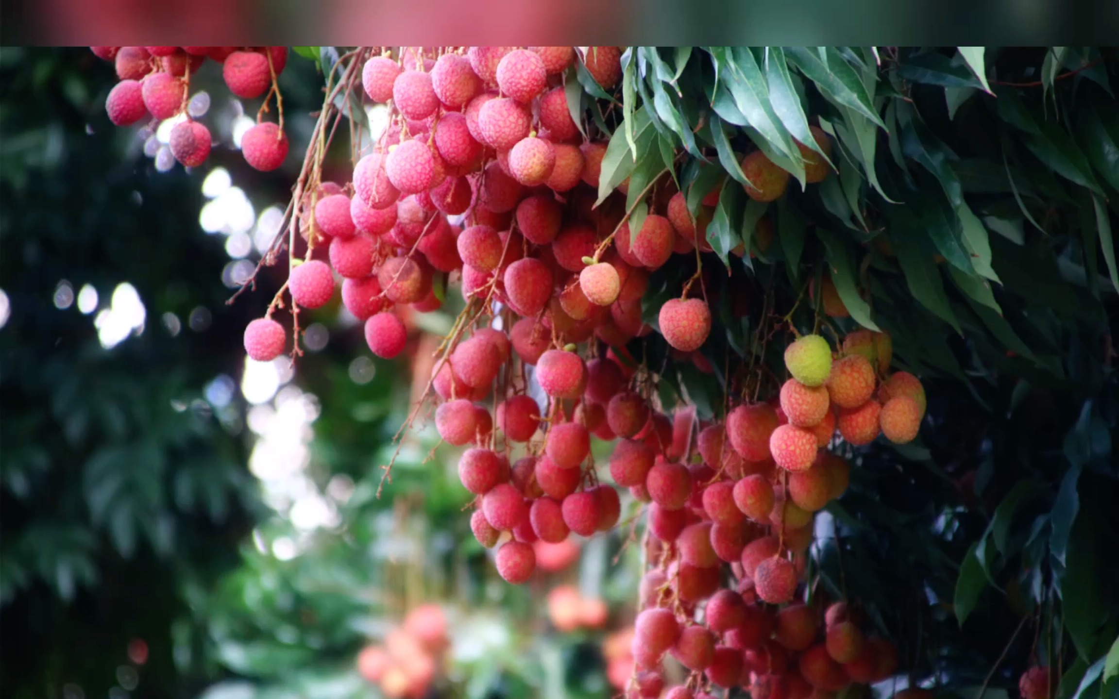 荔园荔—硕果累累的深大荔枝特产