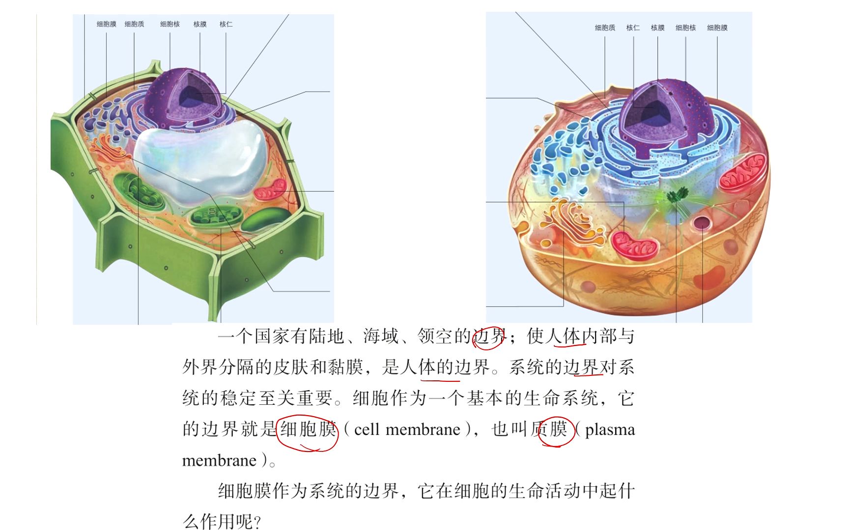 细胞膜平面图图片