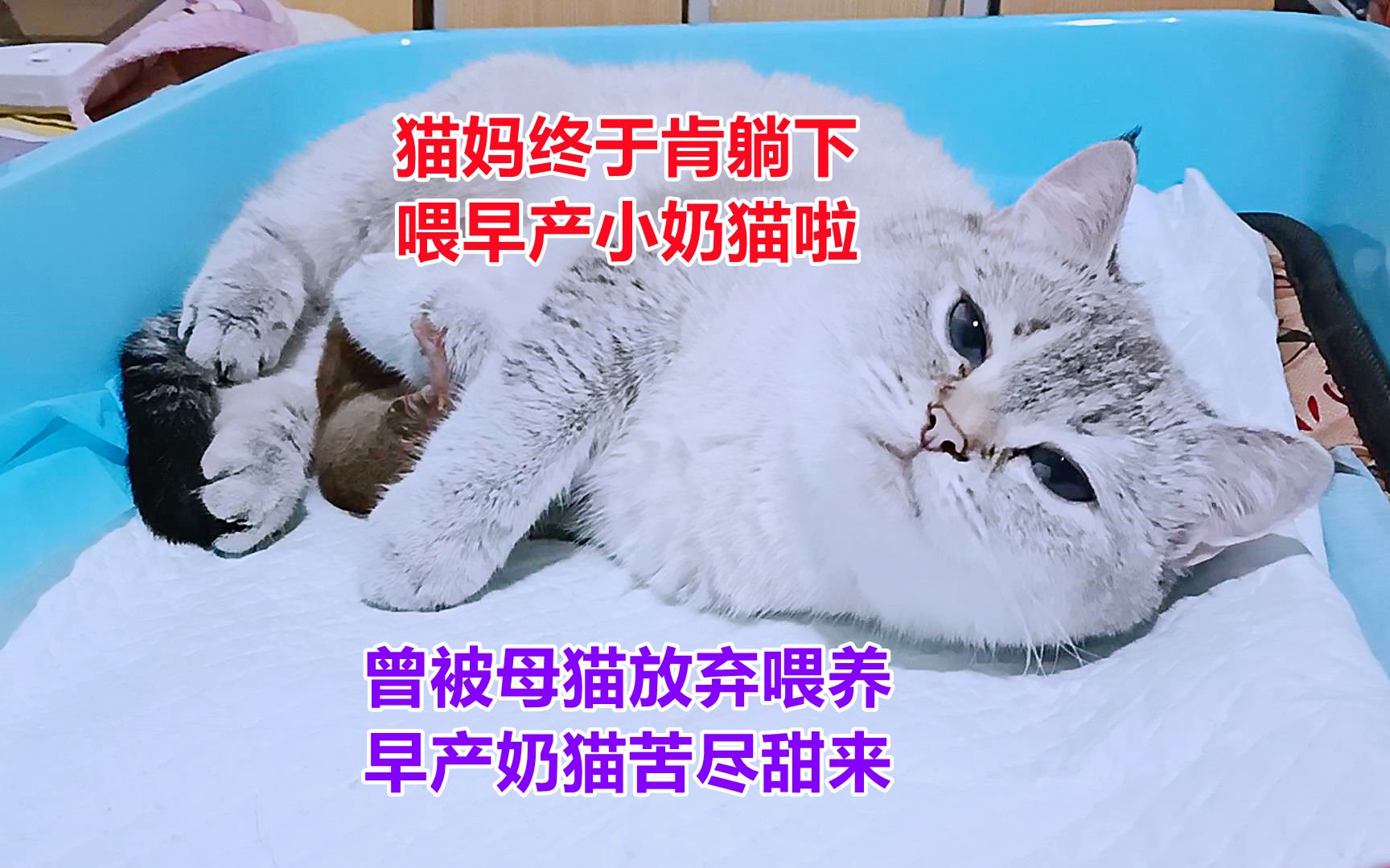 猫妈在放弃早产独苗奶猫几天后,终于第一次躺下喂奶猫,苦尽甜来哔哩哔哩bilibili