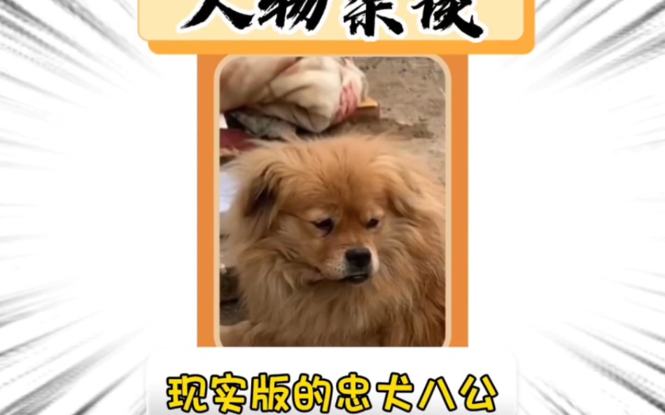 忠犬八公哔哩哔哩bilibili