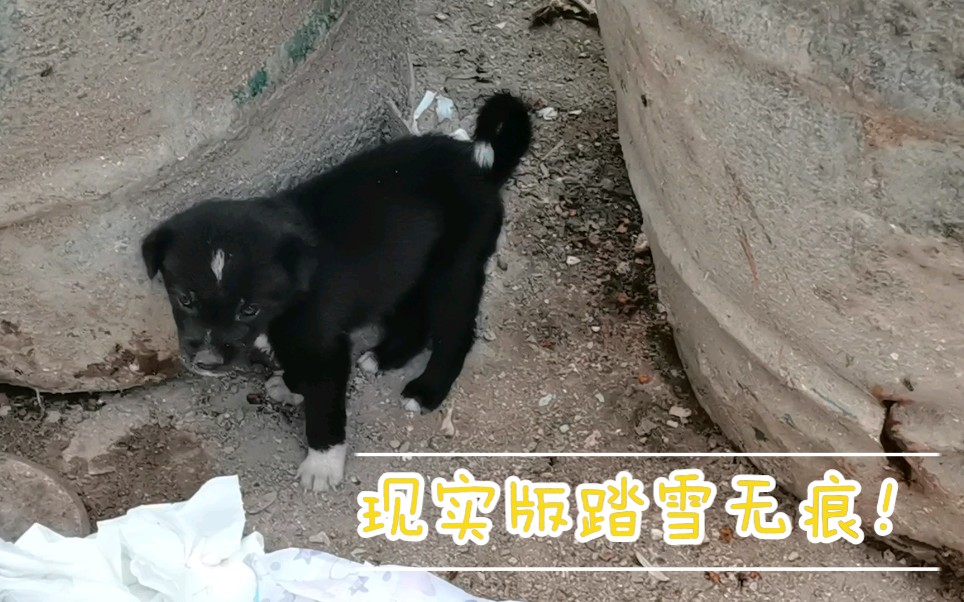 [图]这是我见过最美的中华田园犬！