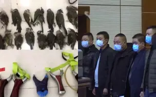 Video herunterladen: 用弹弓打鸟 这14人获刑赔上百万