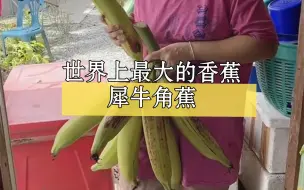 Download Video: 世界上最大的香蕉——犀牛角蕉。