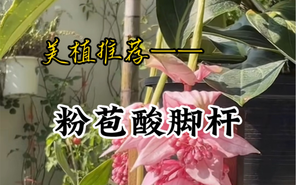 听说这是最美“花王”粉苞酸脚杆,原产于热带亚热带地区,国内叫宝莲灯,独有特色的粉红花卉,一眼看到就忘不了,你有没有心动呢?#植物科普 #粉苞...