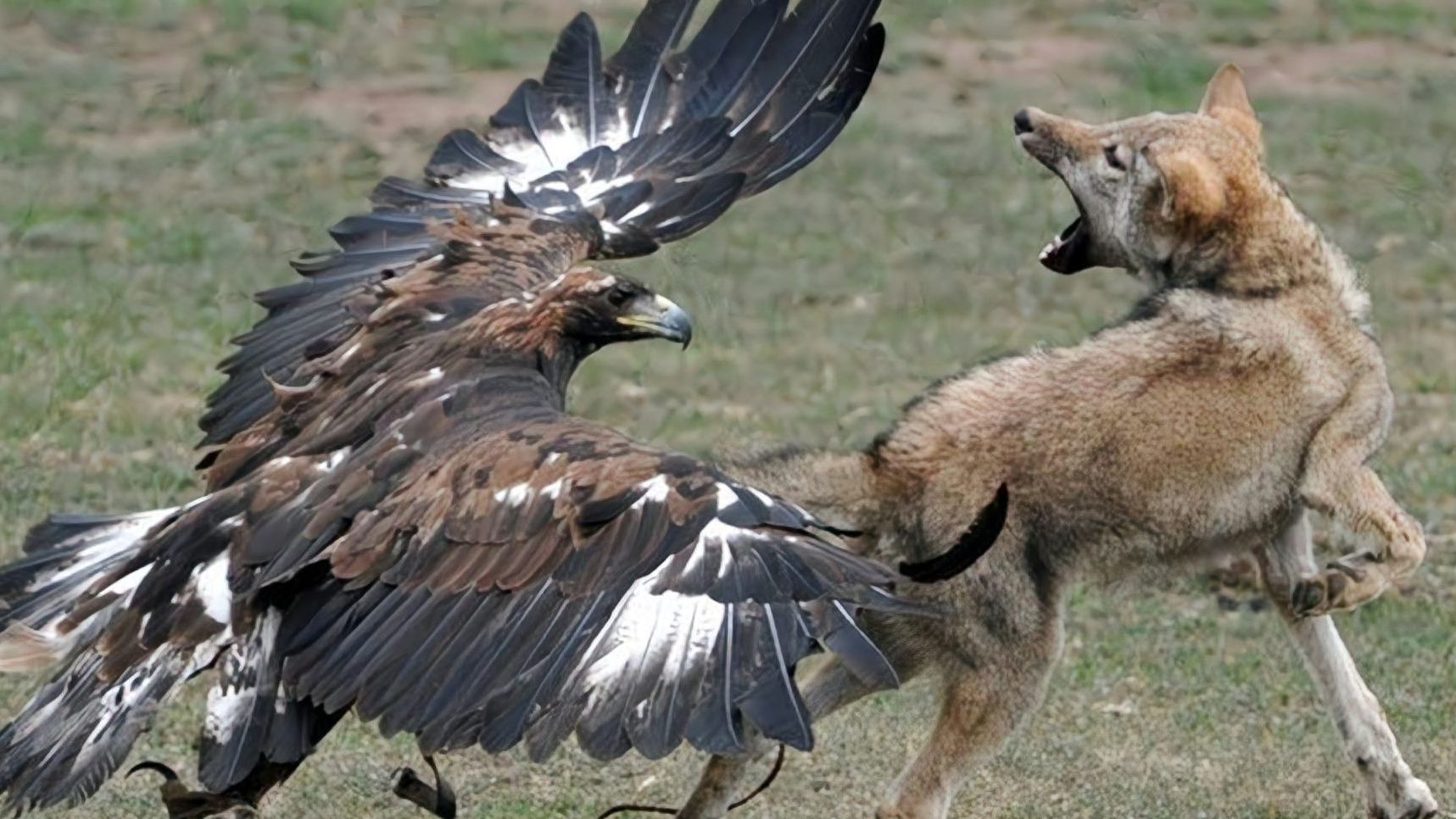 2只老鹰同时盯上一只狼,哪想狼分分钟被活捉!镜头拍下精彩全程