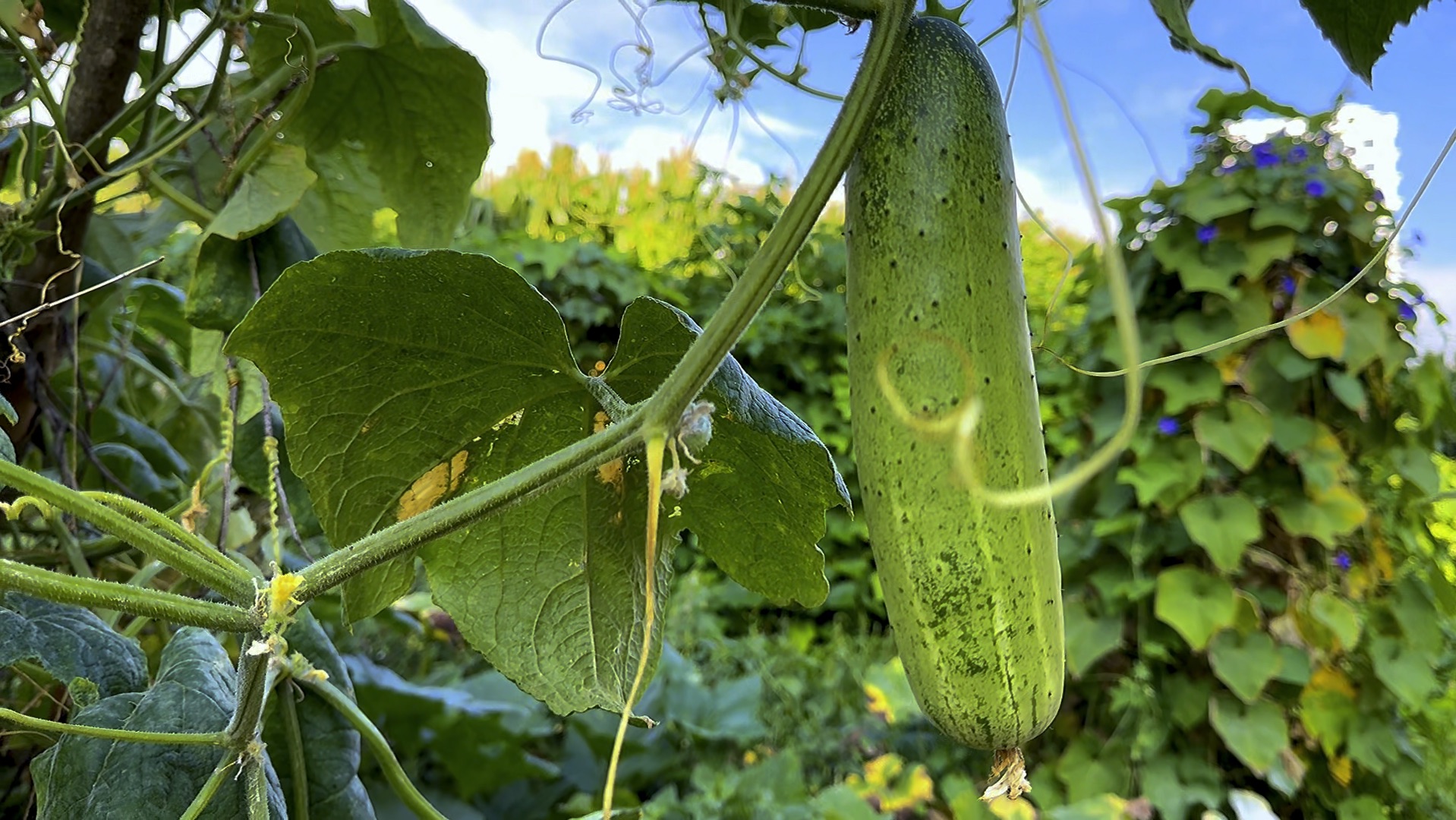 精心种菜田园绿,充分利用智慧彰.汗水滴浇希望土,锄头开拓未来疆.