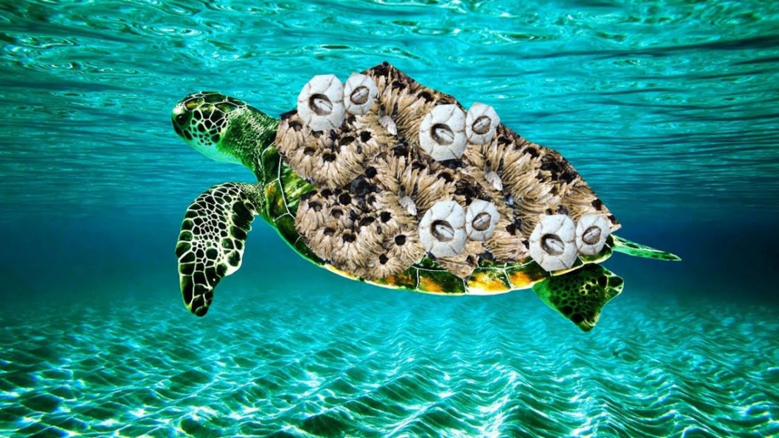 藤壶灭杀拯救龟龟大行动 5